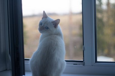 Kedi pencereden dışarı bakar.. 