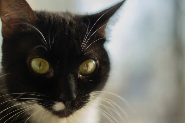 Gato negro. Retrato de una mascota. Ojos amarillos en un gato. —  Fotos de Stock