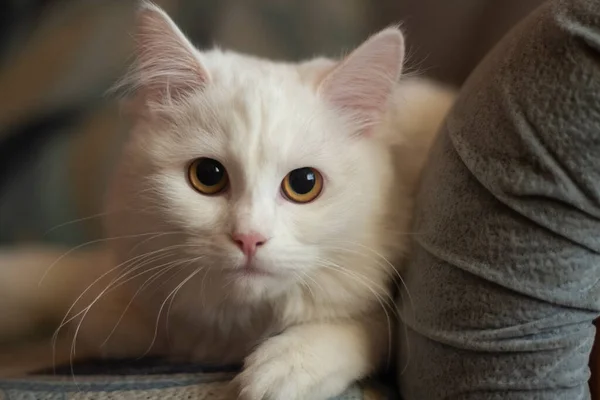 Weiße Katze. Lange Haare auf einem Haustier. Lieblingstier. — Stockfoto