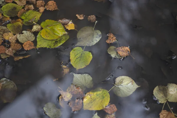 Folhas de outono em uma poça. Fundo bonito com folhas amarelas. — Fotografia de Stock