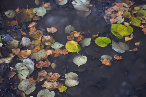 Τα φθινοπωρινά φύλλα σε μια λακκούβα. Όμορφο φόντο με κίτρινα φύλλα. — Φωτογραφία Αρχείου