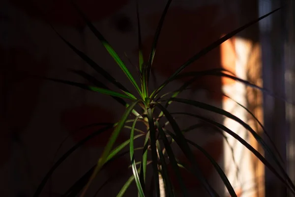 Planta interior. La palmera crece en casa. — Foto de Stock