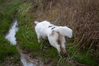 Yürüyüşe çıkmış beyaz tüylü köpek. Ormanda bir av köpeği. Yumuşak Teriyer.