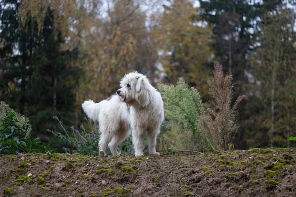 Weißer zotteliger Hund für einen Spaziergang. Jagdhund im Wald. Flauschiger Terrier. — Stockfoto