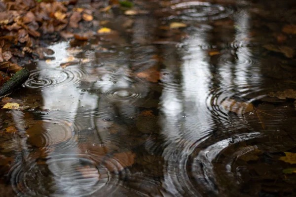 Kreise auf der Wasseroberfläche. Herbstpfütze. — Stockfoto