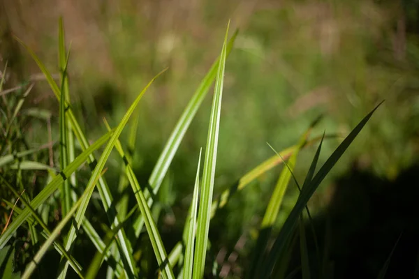 De l'herbe verte dans la rue. Pas de pelouse tondue dans la cour. — Photo