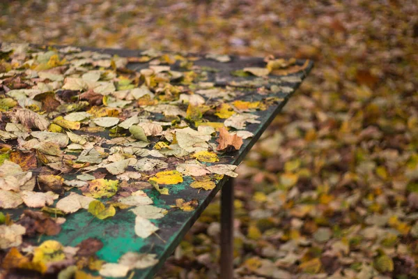 公园里有秋天的叶子。所有的东西都被黄叶覆盖着.美丽的背景，有干叶. — 图库照片
