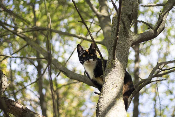 Katten klättrade upp i ett träd. Katten kan inte komma ner. — Stockfoto