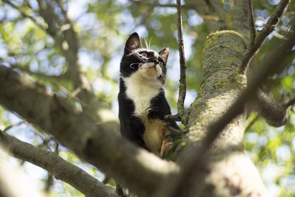 Katten klättrade upp i ett träd. Katten kan inte komma ner. — Stockfoto