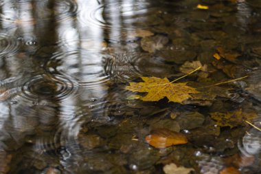 Sonbahar yaprakları suda. Sonbahar renklerinin güzelliği. Su arkaplanı.