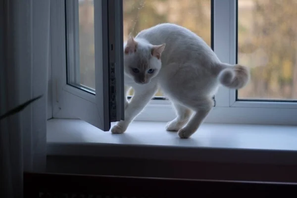 Eine weiße Katze sitzt auf einem weißen Fenster. Das Haustier schaut aus dem Fenster. Es gibt nur eine Katze. Haustier in der Wohnung. — Stockfoto