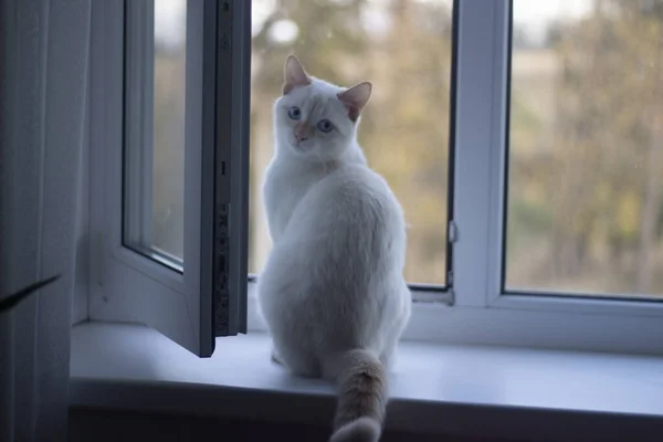 Eine weiße Katze sitzt auf einem weißen Fenster. Das Haustier schaut aus dem Fenster. Es gibt nur eine Katze. Haustier in der Wohnung. — Stockfoto