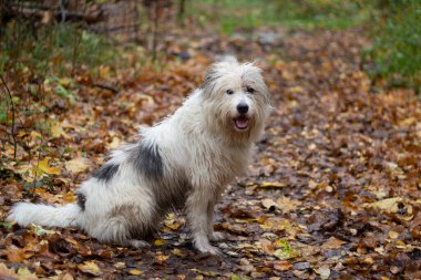 Evcil hayvan. Yumuşak beyaz köpek. Doğadaki köpek. Köpeğini yürüyüşe çıkar. Hayvan bakımı..