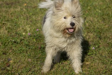 Evcil hayvan. Yumuşak beyaz köpek. Doğadaki köpek. Köpeğini yürüyüşe çıkar. Hayvan bakımı..