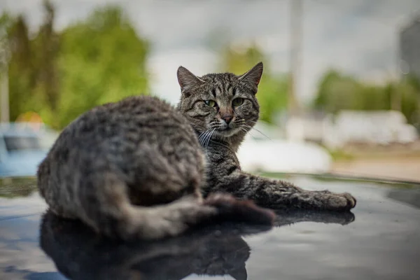 Gato en el techo del coche. Un gato callejero está tomando el sol en un coche en la calle. —  Fotos de Stock