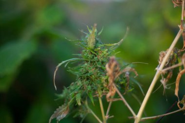 Bitkilerin doğal arka planı. Doğanın güzelliği. Doğal nesnelerin doğal renkleri.