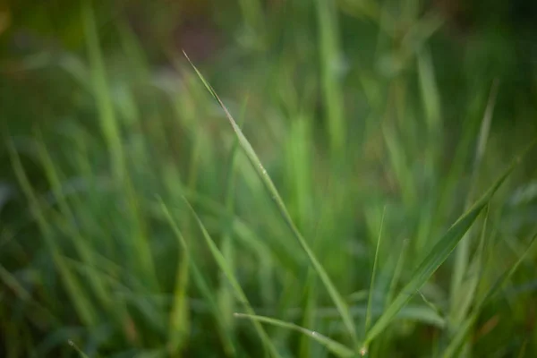 Fundo natural das plantas. Beleza da natureza. Cores naturais de objetos naturais. — Fotografia de Stock