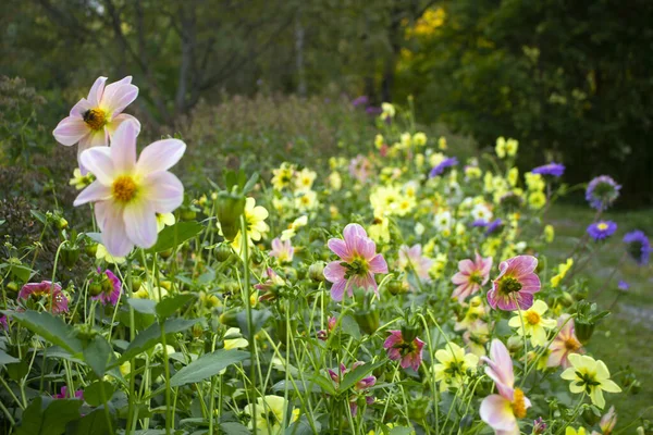 Květiny Zahradě Parku Mnoho Různých Podob Květinová Postel Květinami Zahradní — Stock fotografie