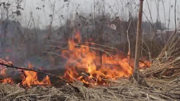 Inflammation Dry Grass Streak Fire Background Forest Fire Due Dry — Stock Video