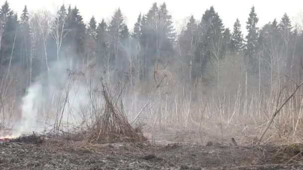 Ontsteking Van Droog Gras Een Vuurzee Achtergrond Van Het Bos — Stockvideo