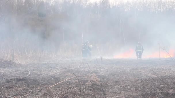 乾燥した草の炎症 森の中の火事の連続 乾燥した春のために火災 炎は乾いた草を破壊する 野生で火を撃つ 可燃性植物の煙 — ストック動画