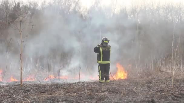 Çimen Iltihabı Ormanın Arka Planında Bir Ateş Serisi Kuru Kaynak — Stok video