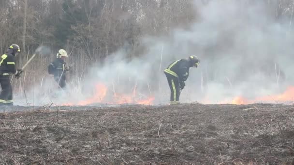 Воспаление Сухой Травы Огненная Полоса Фоне Леса Пожар Сухого Источника — стоковое видео