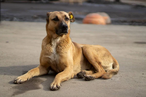 Egy Kóbor Kutya Fekszik Utcán Egy Elhagyatott Állat Várja Gazdáját — Stock Fotó