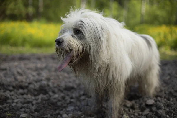 Kutya Természetben Sétál Fehér Bozontos Terrier Háziállat Boldog Utcán Kutyasétáltatás — Stock Fotó