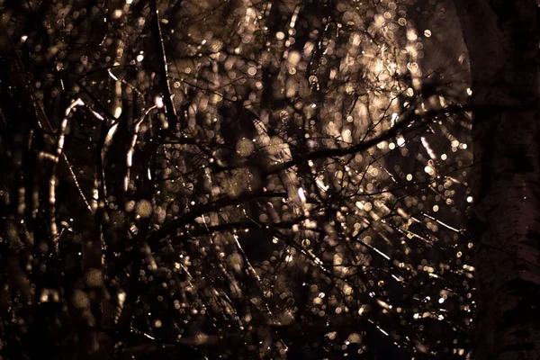 Gotas Agua Abedul Oscuridad Llueve Luz Faro Tiempo Otoño Fondo —  Fotos de Stock