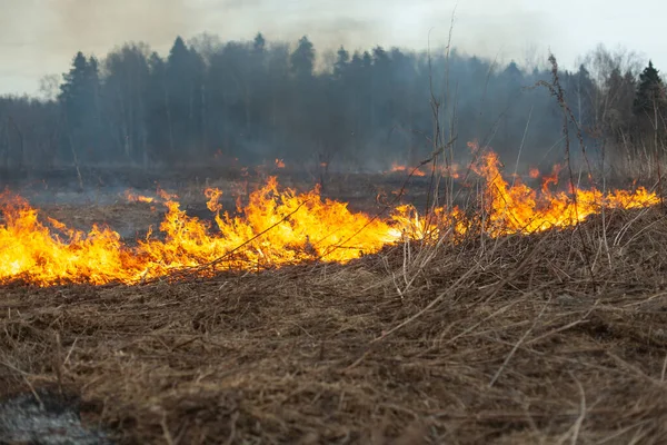 Καίγεται Γρασίδι Φωτιά Στο Χωράφι Την Άνοιξη Καίγοντας Νεκρά Ξύλα — Φωτογραφία Αρχείου