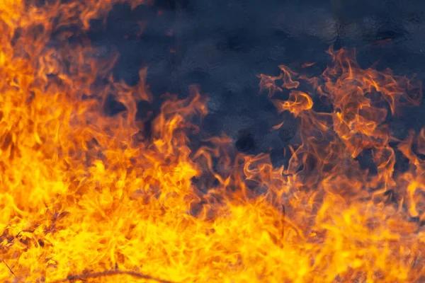 Erba Secca Brucia Incendio Nel Campo Primavera Bruciare Legno Morto — Foto Stock