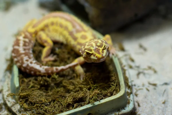 Lagarto Terrario Los Lagartos Les Importa Therarium Para Guardar Reptil —  Fotos de Stock