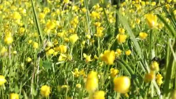 Videofono Flores Amarillas Flores Silvestres Luz Del Sol Fondo Natural — Vídeos de Stock