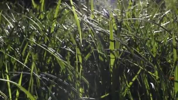 Mocsárban Fénysugarakban Videó Háttér Magas Erdőben Termesztett Zöldségkert — Stock videók