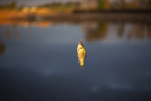 Malá Ryba Čáře Rybaření Jezeře Ryba Skočila Návnadu Chytit Vody — Stock fotografie