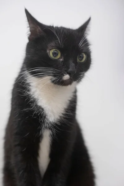 Zwart Witte Kat Een Close Kat Het Dier Zit Thuis — Stockfoto