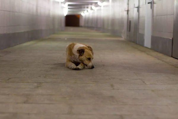 Άστεγο Σκυλί Στο Τούνελ Σκύλος Ζει Στο Δρόμο Ζώο Ψάχνει — Φωτογραφία Αρχείου
