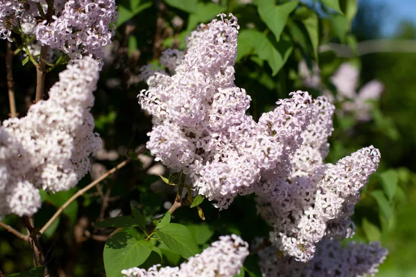 Lilac flowers. Lilacs in the yard. The inflorescence is lilac. Spring plant.