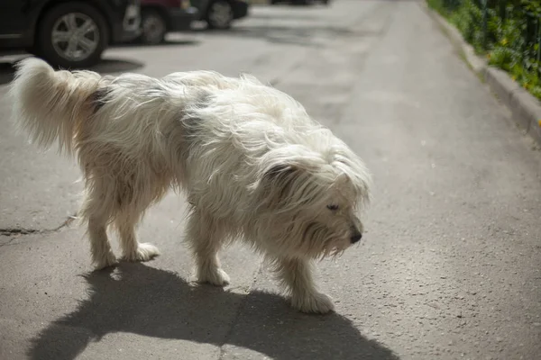 Cão Branco Rua Cão Sem Abrigo Está Procura Mestre Cão — Fotografia de Stock