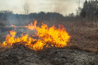 Kuru otlar yanıyor. İlkbaharda tarlada yangın. Geniş bir alanda ölü odun yakmak. Ateşle ilgili tehlikeli bir durum..