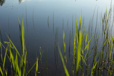 Suyun üzerinde bataklık çimleri. Doğa dokusu. Yeşilliğin tazeliği.