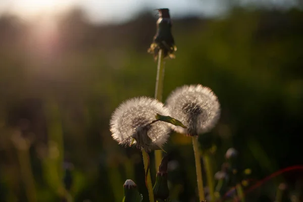 Ein Aufgeblasener Löwenzahn Löwenzahn Ist Weiß Reife Frühjahrspflanze Löwenzahn Sonnenlicht — Stockfoto