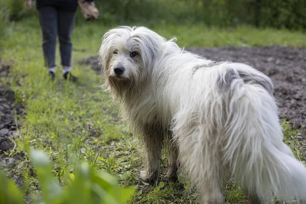Köpek Doğada Yürür Beyaz Tüylü Teriyer Evcil Hayvan Sokakta Mutludur — Stok fotoğraf