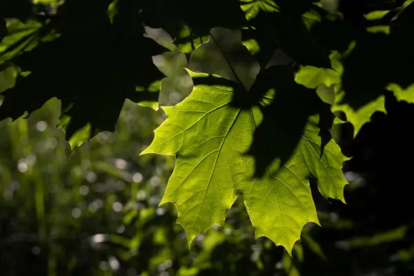 Esdoornblad Het Licht Bladeren Het Bos Natuurlijke Achtergrond — Stockfoto