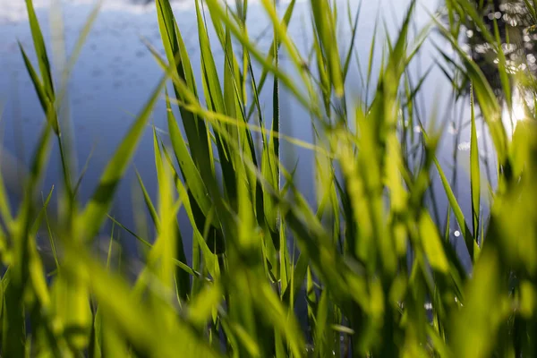 Suyun Üzerinde Bataklık Çimleri Doğa Dokusu Yeşilliğin Tazeliği — Stok fotoğraf