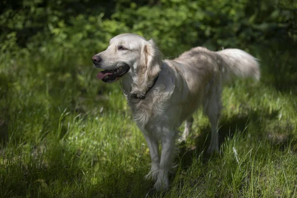 Spaniel köpeği. Evcil hayvan. Bahçedeki hayvan. Sevilen bir hayvanın portresi.