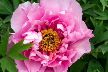 Bahçe çiçeği. Gül goncası. Bitkinin narin pembe rengi. Güzel çiçek arkaplanı.