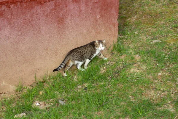 Gato Está Esgueirar Rua Gato Foge Animal Estimação Rua Gato — Fotografia de Stock