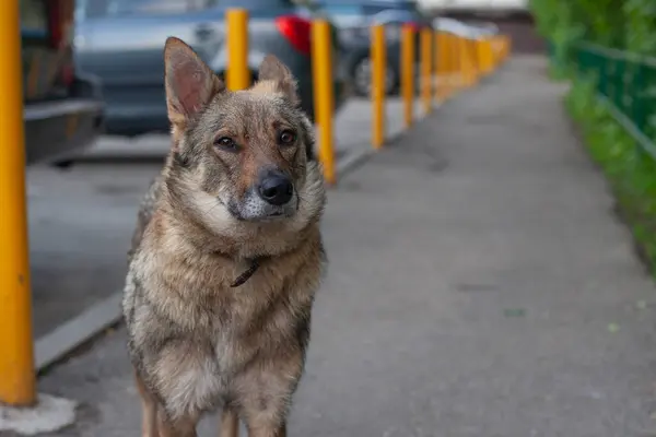 Άστεγο Σκυλί Στο Δρόμο Γυναικείο Σκυλί Καημένο Σκυλί Ψάχνει Για — Φωτογραφία Αρχείου